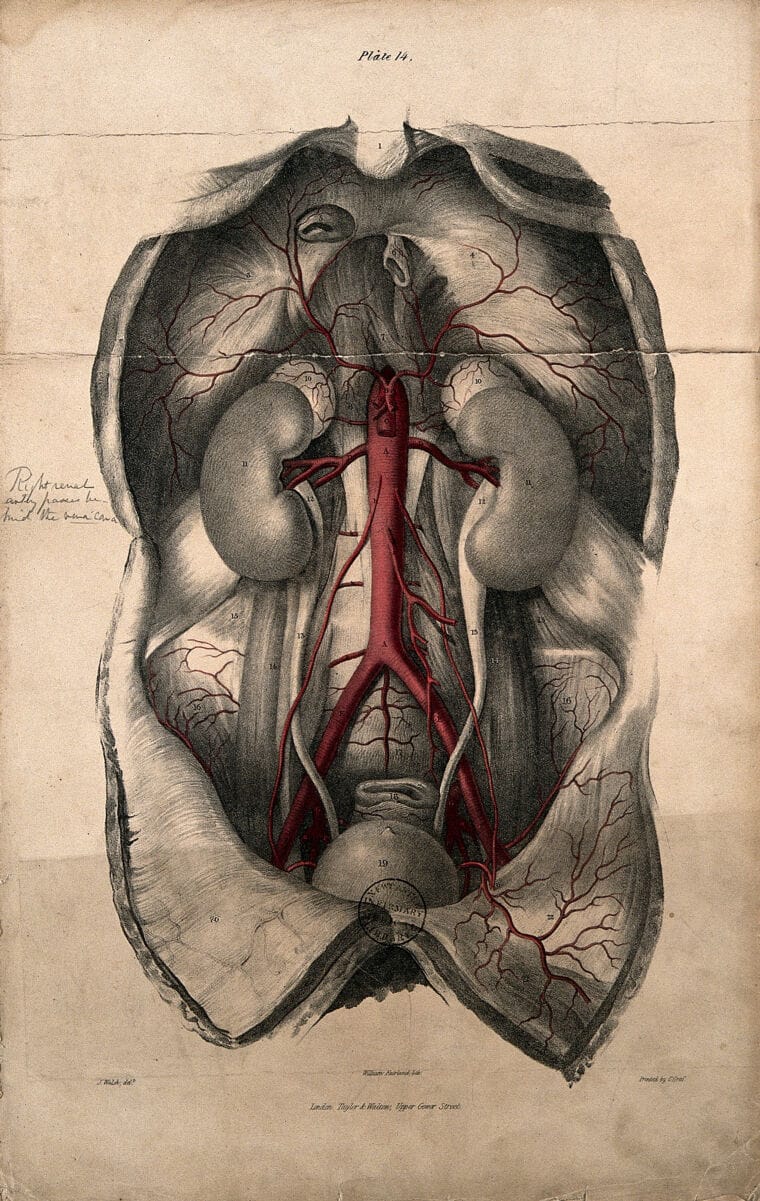 Bienvenidos a “Entre el Bisturí y el Stent”